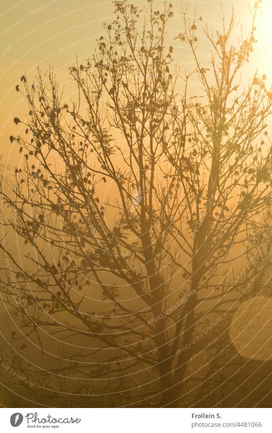 UT Teufelsmoor | Baum im Gegenlicht sonne natur baum gegenlicht gelb sonnenaufgang kontrast lichtfleck nebel dunst Mystisch Bremen Osterholz-Scharmbeck