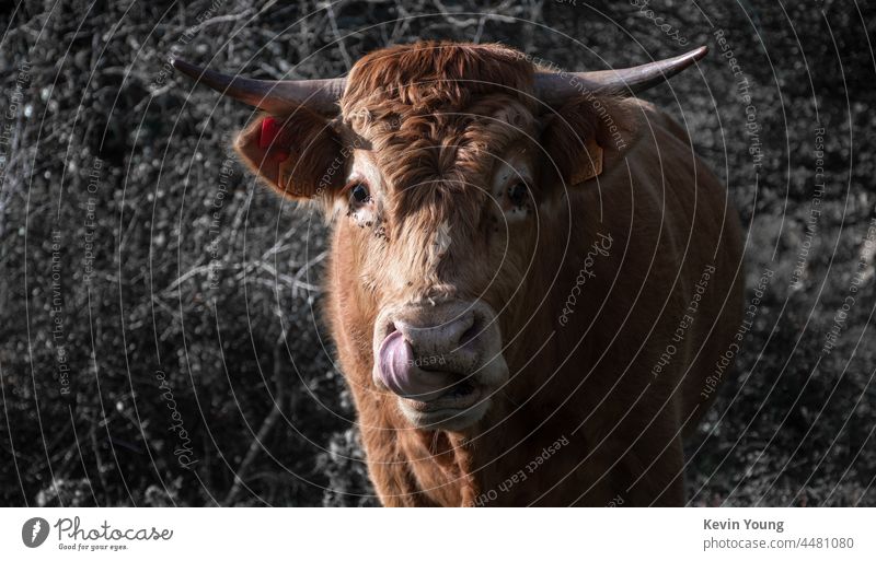 ein Stier, der die Zunge in die Nase steckt Bulle Tier Tierporträt ausspannen Natur Außenaufnahme Tiergesicht Nutztier Ackerbau Blick in die Kamera