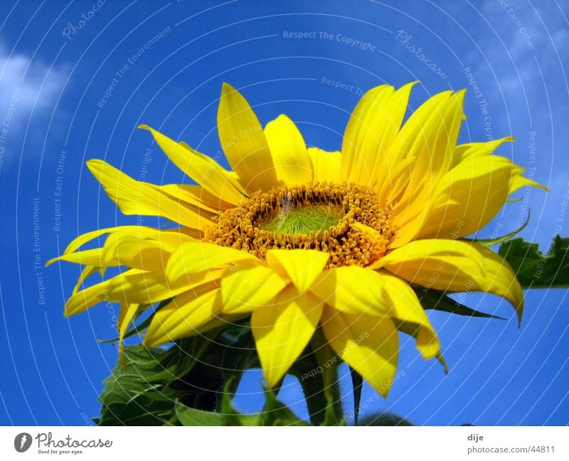 Sonne - Sommer - Sonnenblume Blume gelb grün Wolken Blatt blau Blühte Blühend Himmel