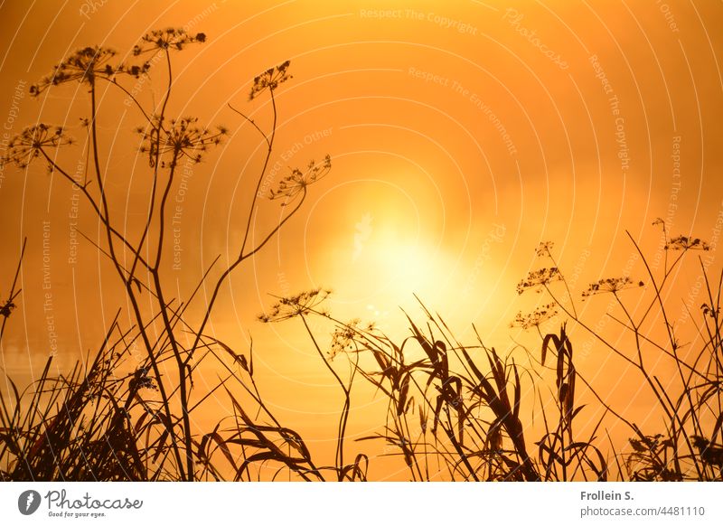 UT Teufelsmoor | Gräser im Gegenlicht sonne natur morgens gelb gegenlicht kontrast