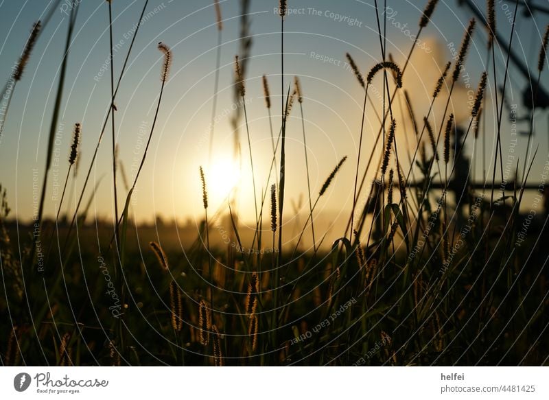 Bewässerung eines Feldes zum Sonnenuntergang mit Gras im Vordergrund Trockenheit künstliche Bewässerung kunstregen Ackerbau Gegenlicht Wassertropfen Sonnenlicht