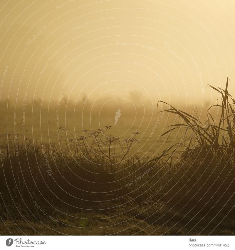 UT Teufelsmoor l Nebel im Teufelsmoor Morgendämmerung Sonnenaufgang Gegenlicht Natur Sonnenlicht Moor Menschenleer Landschaft Textfreiraum unten