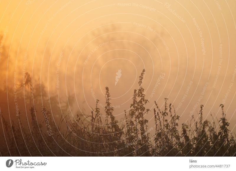 UT Teufelsmoor l Sonnenaufgang Morgendämmerung Moor Nebel Landschaft Menschenleer Worpswede Außenaufnahme Textfreiraum oben Gegenlicht Baum Farbfoto Natur