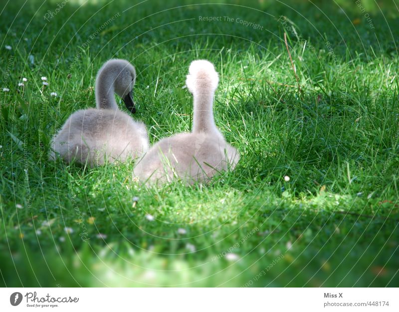 Küken Frühling Gras Wiese Tier Wildtier Vogel 2 Tierjunges sitzen niedlich Gefühle Stimmung Freundschaft Zusammensein hässliches Entlein Schwan Geschwister