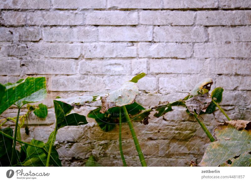 Verwelktes Kürbiskraut ast dämmerung garten herbst kleingarten kleingartenkolonie menschenleer natur pflanze ruhe saison schrebergarten strauch textfreiraum