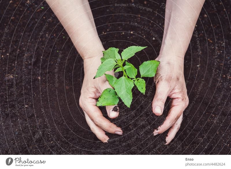 Die Hände einer Gärtnerin beim Einpflanzen von Setzlingen in den Boden Bepflanzung Keimling Pflanze grün Ackerbau Wachstum Frühling Blatt jung Natur sprießen