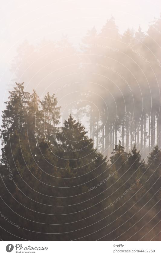 Morgennebel | enthüllt das Geheimnis | immer wieder aufs Neue Nebel neblig Nebelschleier Nebelstimmung Nebelwolke Nebelwand nebelig geheimnisvoll Herbstwald