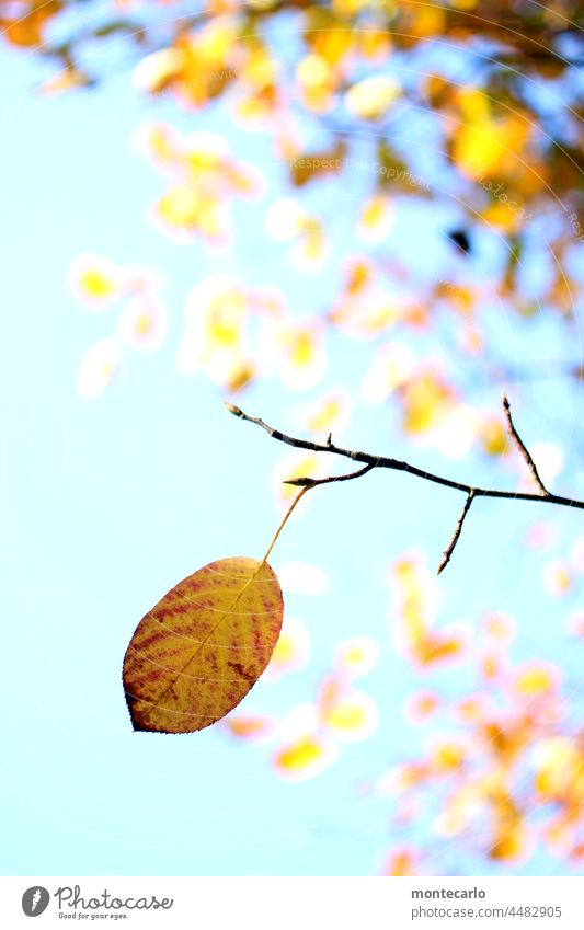 Herbstlich Blatt Sonnenlicht Schönes Wetter Pflanze Natur Umwelt Vergänglichkeit gelb Außenaufnahme Menschenleer Nahaufnahme leuchten Wald Detailaufnahme