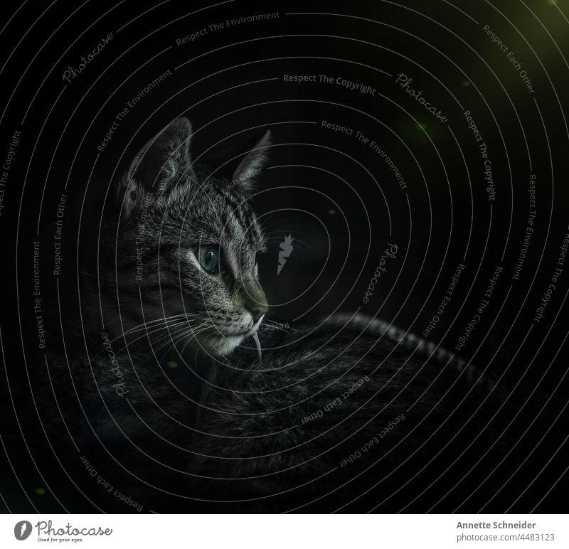Katzenportrait Licht und Schatten Haustiere Textfreiraum niedlich Studioaufnahme schön bezaubernd Ohrbüschel
