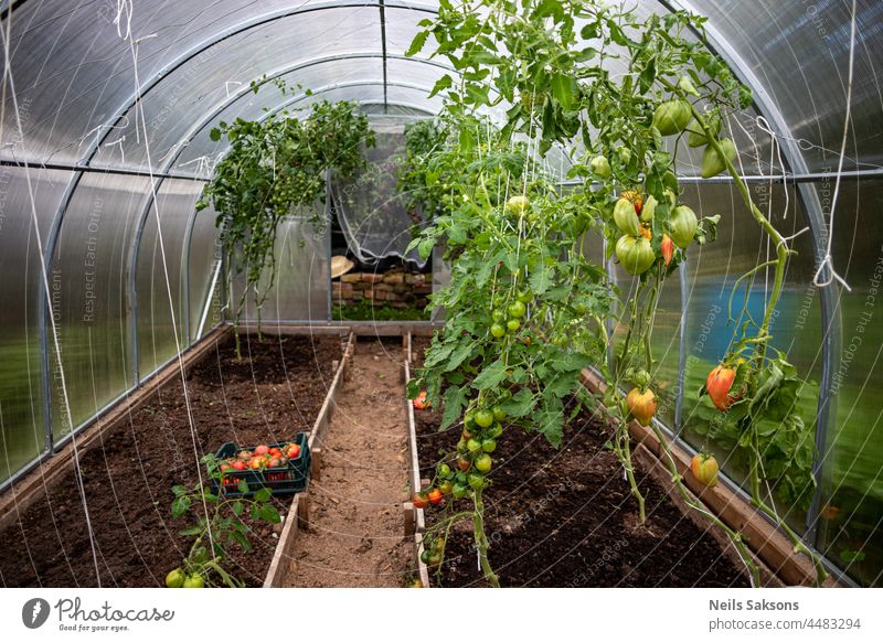 In einem Gewächshaus aus Polykarbonat wachsen Tomaten mit unterschiedlichem Reifegrad. Wachsende Bio-Tomaten auf Beeten . Tomaten auf einem Zweig in Nahaufnahme.