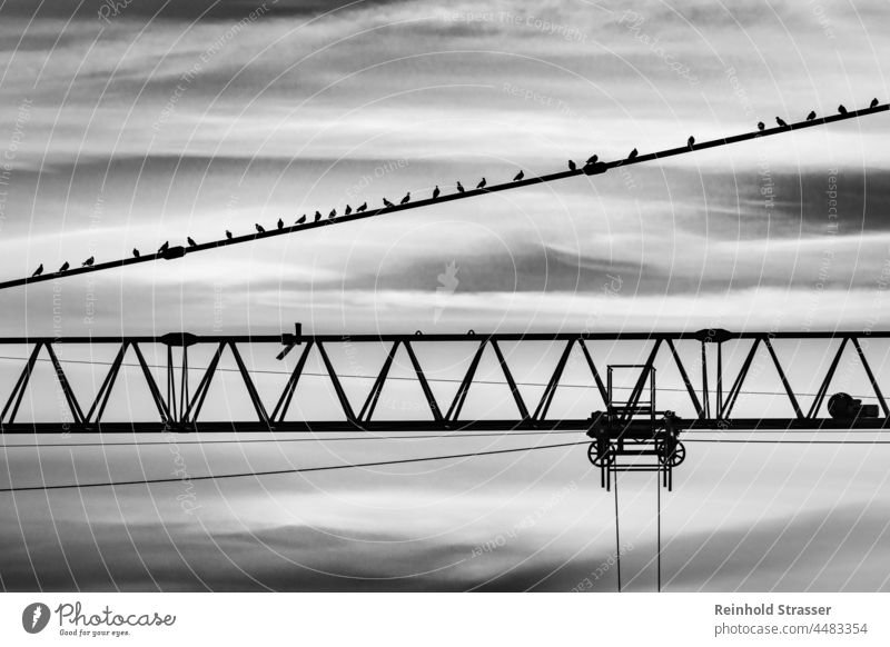 Vögel am Kran Schwarz Weiß Schwarzweißfoto Technik Tiere Linien Hintergrund Geometrie Kontrast Ästhetisch Schön Himmel Monochrome