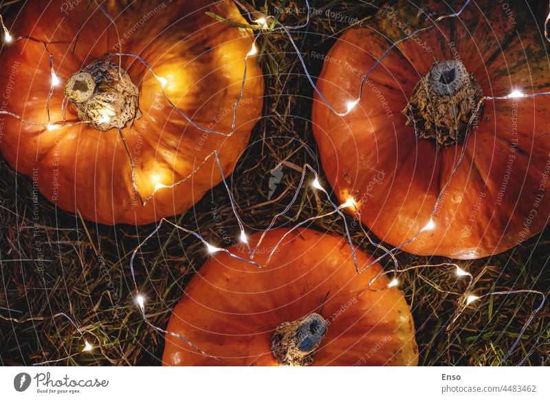 Kürbisse mit Lichtergirlande dekoriert, Blick von oben, Herbstferien Dekoration orange Hintergrund Feiertage Erntedankfest Halloween Party Dekorationen Heu