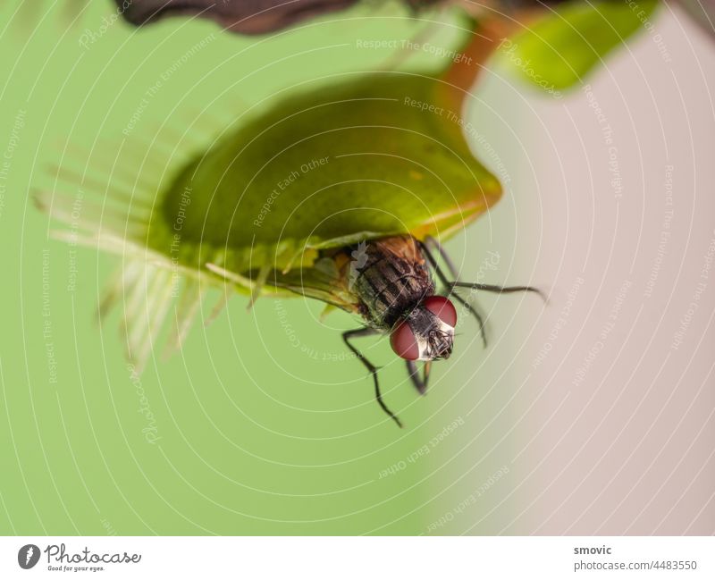 Venusfliegenfalle mit einer Fliege auf grünem Hintergrund Falle fleischfressend Pflanze Natur Insekt Fliegenfalle Makro Flora exotisch Dionaea Botanik