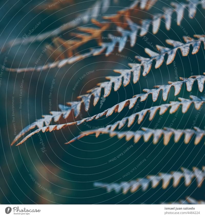 braunes Farnblatt in der Herbstzeit Wurmfarn Pflanze Blatt Blätter abstrakt Textur texturiert Garten geblümt Natur dekorativ im Freien Zerbrechlichkeit