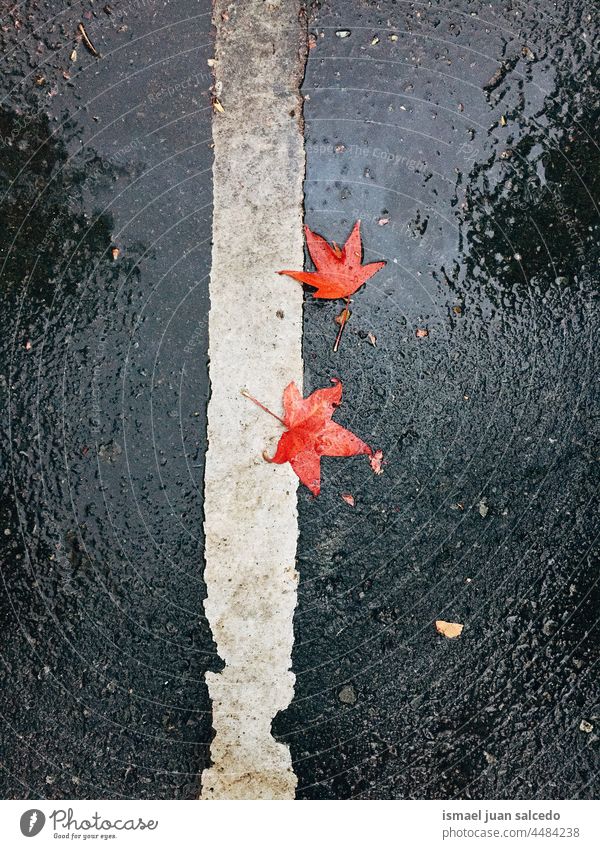 rote Ahornblätter auf dem Boden an regnerischen Tagen Blätter Blatt Natur natürlich im Freien Textur texturiert Zerbrechlichkeit Herbst fallen Saison Regen