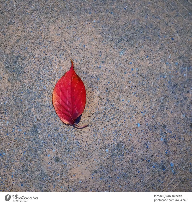 rotes Baumblatt auf dem Boden in der Herbstzeit Blatt allein vereinzelt Natur natürlich im Freien Hintergrund Textur texturiert Zerbrechlichkeit fallen Saison