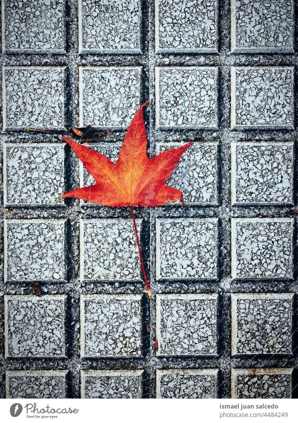rotes Ahornblatt auf dem Boden in der Herbstzeit Blatt braun trocknen Natur natürlich Laubwerk texturiert im Freien Hintergrund Herbstsaison Herbststimmung
