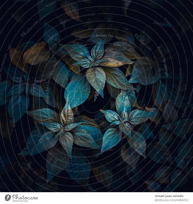 grüne und blaue Pflanzenblätter in der Herbstzeit Blätter Blatt Garten geblümt Natur natürlich Laubwerk Vegetation dekorativ Dekoration & Verzierung abstrakt