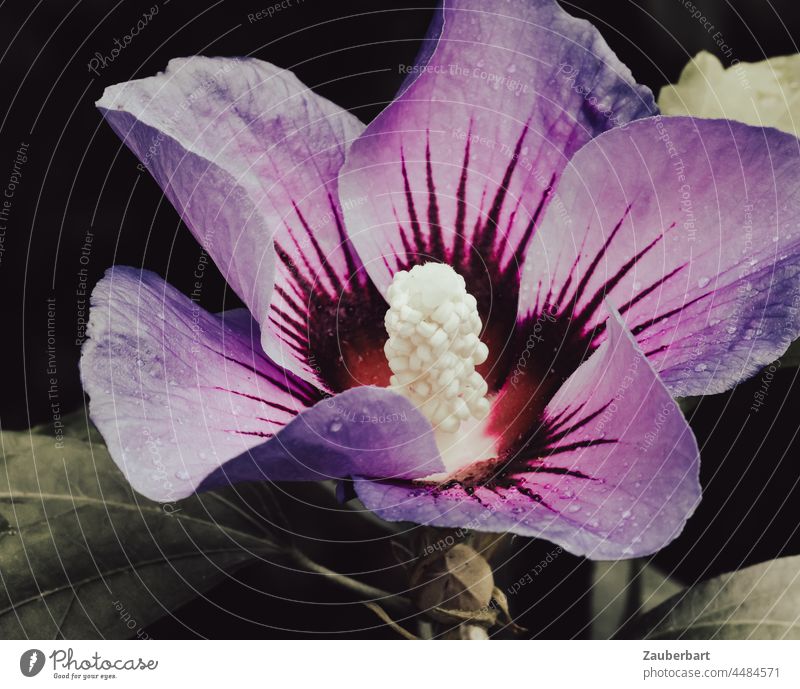 Blüte des Hibiskus (Eibisch) in violett mit weißer Columna Hibiscus leuchtend geöffnet offen strahlend Blütenkelch Blütenblätter Stempel Garten Pflanze Blume