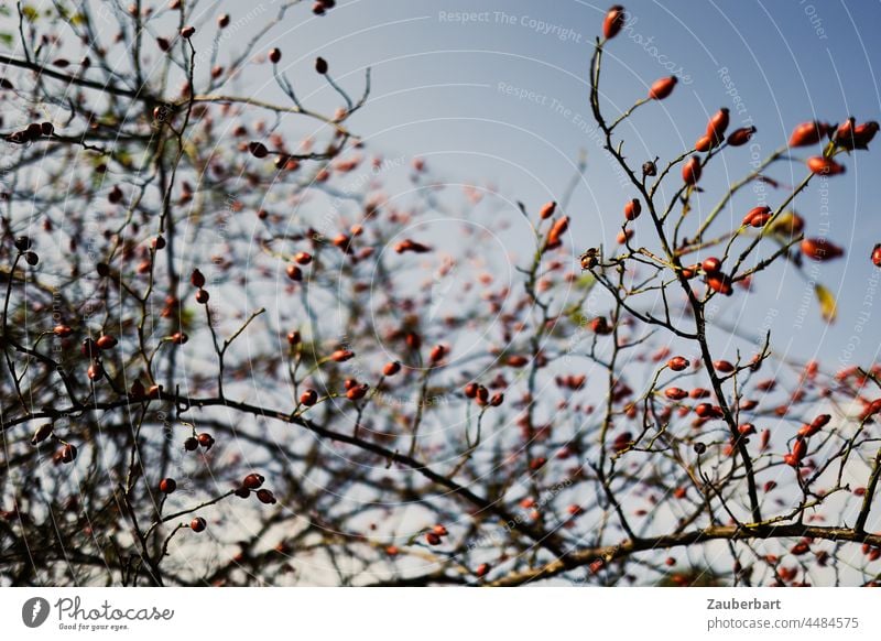 Rote Hagebutten am Strauch vor blauem Himmel Hagebuttenstrauch rot Pflanze Natur Sträucher Frucht Beeren Herbst Zweige Zweige u. Äste Beerensträucher