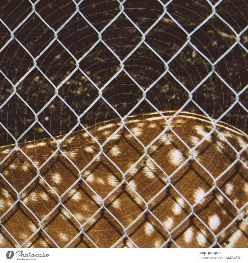 Rehkitz im Wald, hinter einem Zaun Wildtier Rotwild Außenaufnahme Tier Tierporträt Tierjunges Farbfoto Fell Schwache Tiefenschärfe Schatten Schattenspiel