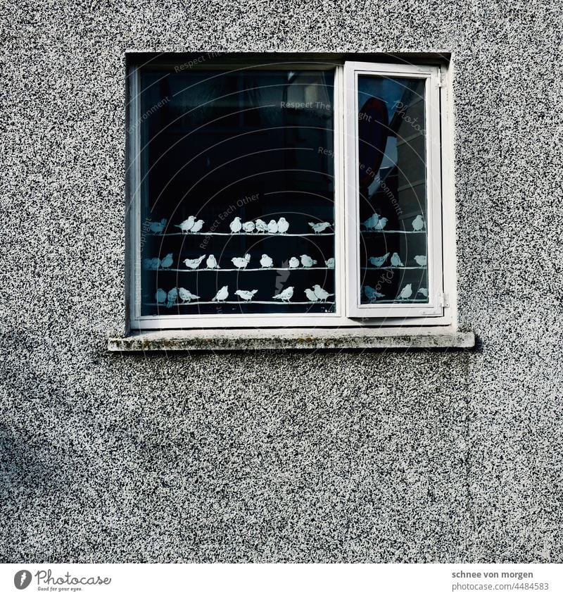 vogelwelten island haus fenster schmuck dekoration Häusliches Leben Außenaufnahme Farbfoto Menschenleer Haus Fenster wohnen Gebäude Architektur Wand Einsamkeit