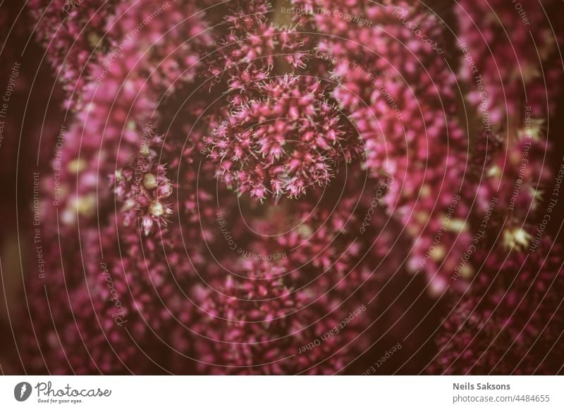 Nahaufnahme einer rosa Blume. Rote florale Textur von kleinen verschwommenen Blumen abstrakt Kunst Hintergrund schön Schönheit schwarz Blütezeit Überstrahlung