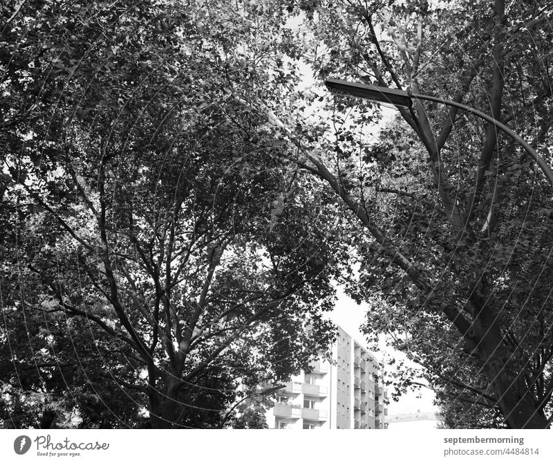 Hochhaus hinter Bäumen schwarz-weiß menschenleer Außenaufnahme