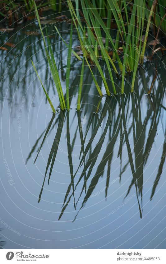 Wasserpflanzen in einem Teich oder See bei Ruhe und Stille mit hohem Faktor der Erholung. farbenfroh Seeufer Nahaufnahme Gras Natur Schilfrohr Farbfoto