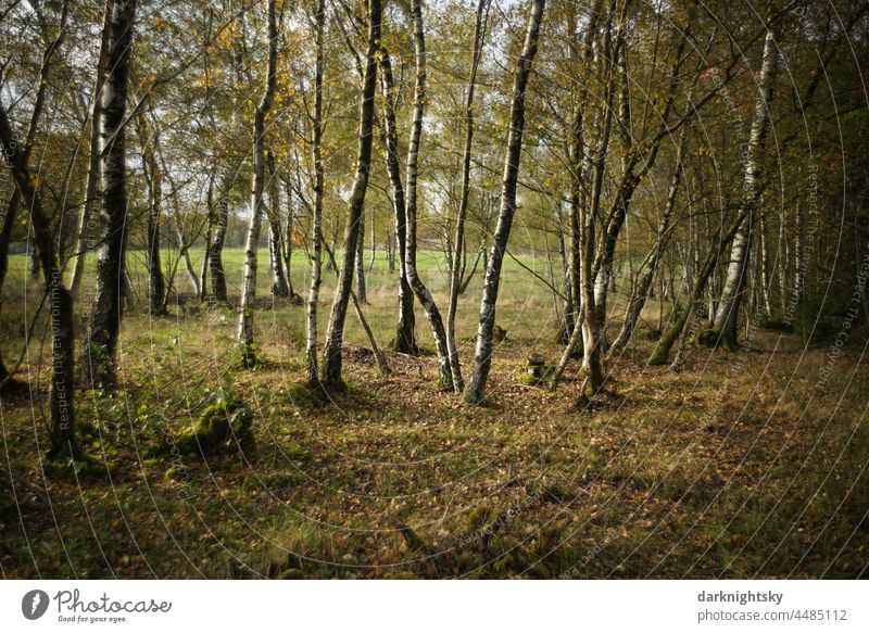 Gruppe aus Birken, die einen lichten Hain bilden und an die sich eine weite Ebene in Form einer grünen Wiese anschließt Forstwirtschaft Herbst Umwelt Baum Wald