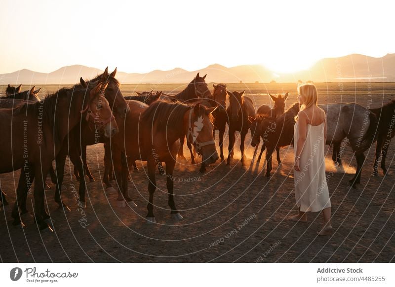 Frau mit Pferden auf einem Feld bei Sonnenuntergang Tier Herde Natur Berge u. Gebirge Landschaft Sommer Viehbestand blond Lifestyle Truthahn Säugetier Weide