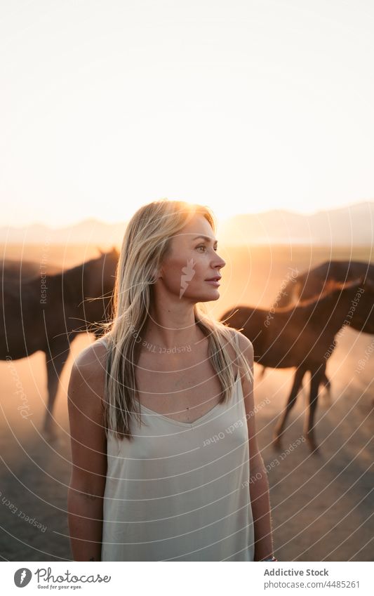 Frau mit Pferden auf einem Feld bei Sonnenuntergang Tier Herde Natur Berge u. Gebirge Landschaft Sommer Viehbestand blond Lifestyle Truthahn Säugetier Weide