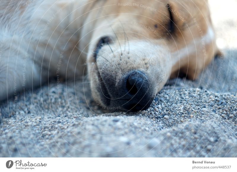 Griechischer Strandköter Tier Hund Tiergesicht Hundenase Erholung schlafen liegen braun Kieselstrand Kieselsteine grau weiß herrenlos ausruhend Sonne Sommer