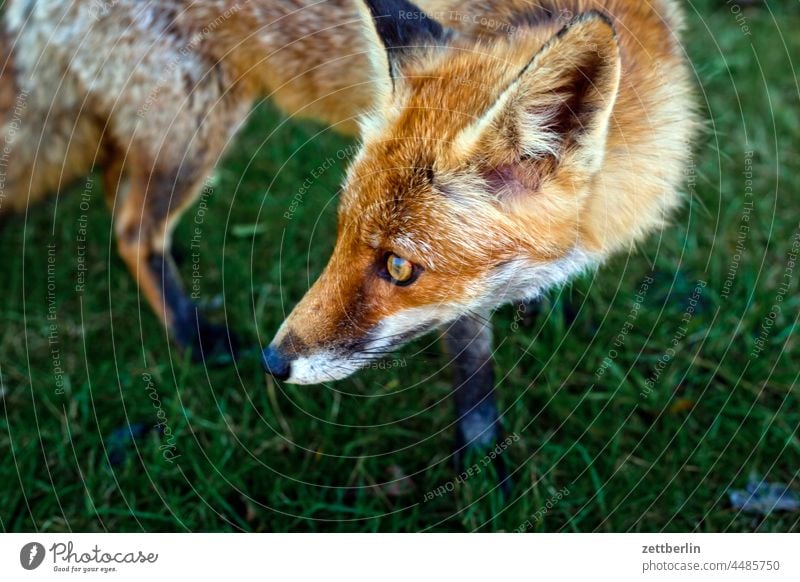 Fuchs familie fuchs garten gärtchen herbst kristina tier wildtier