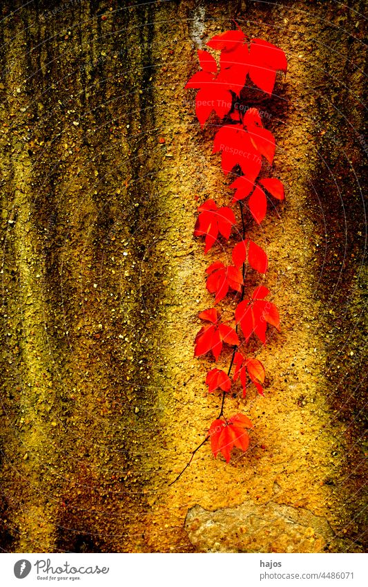 Wilde Weinblätter in herbstlichen Farben auf einer Betonwand Wildwein Blätter rot sonnig glänzend Herbst Saison saisonbedingt fallen gemalt noch Natur