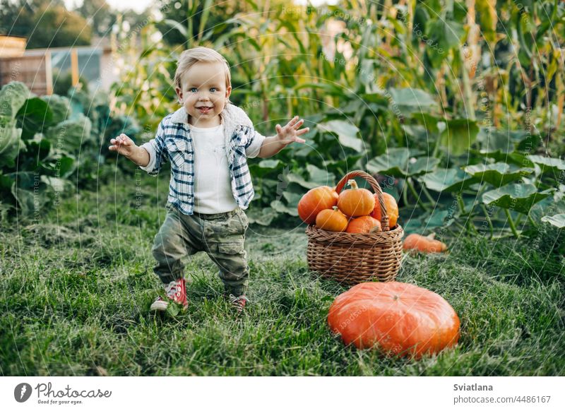 Ein fröhlicher Junge im karierten Hemd läuft mit ausgestreckten Armen durch den Gemüsegarten, neben ihm steht ein Korb mit Kürbissen. Vorbereitung auf den Urlaub, Ernte, Halloween