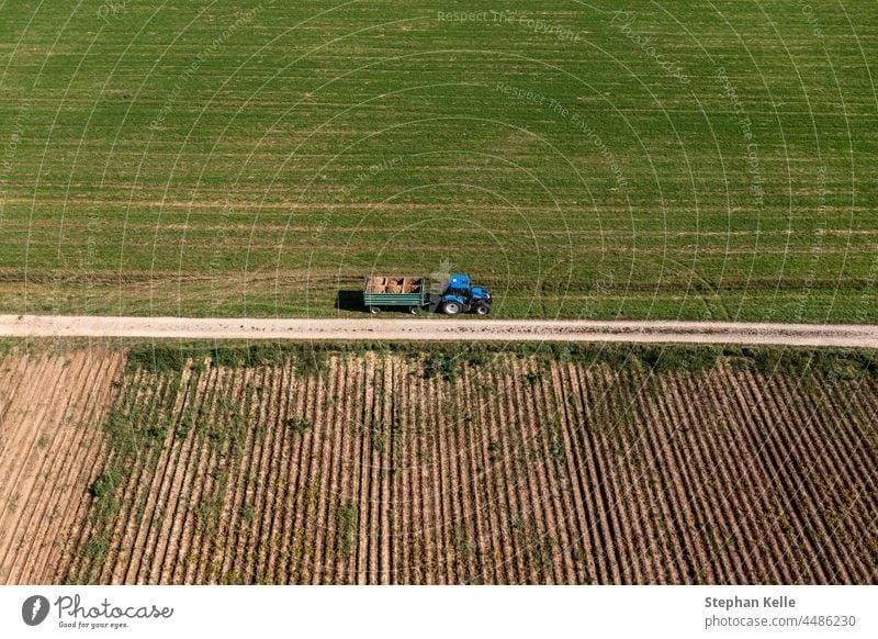 Luftaufnahme eines Traktors bei der Kartoffelernte, mit vielen aufgestapelten Kartoffeln. Gemüse Lebensmittel Ernte organisch Ackerbau frisch roh Bauernhof