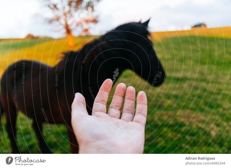 Konzept der Fürsorge und des Respekts für Tiere. Eine Hand und ein schwarzes Pferd im Hintergrund fürsorglich unter Beachtung von Wiese Säugetier frei Stehen