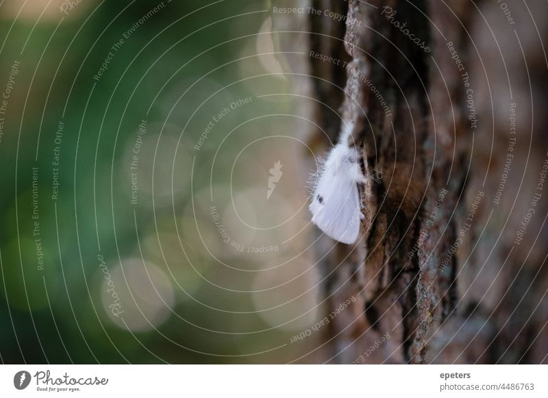 Weißer, flauschiger Nachtfalter auf einem Baum im Sommer in Deutschland Bokeh Nahaufnahme farbenfroh bunt niedlich Tag Tageszeit fluffig Fell Insekt Insekten