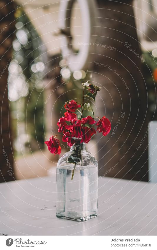 Eine Vase aus einer Glasflasche für eine rote Blume Ordnung Hintergrund schön Schönheit Schönheitsblume Blütezeit botanisch Botanik Flasche Blumenstrauß Ast