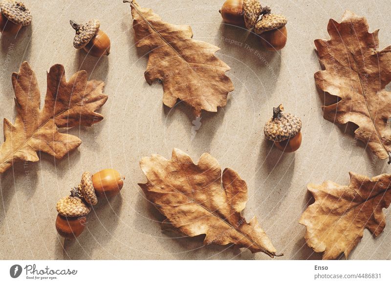 Herbst Natur flach legen mit braunen Eichenblätter und Eicheln Hintergrund Blätter Handwerk Papier Schatten Muster fallen Blatt Design Saison Farbe Pflanze