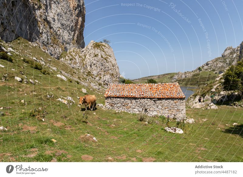 Eine Kuhherde weidet auf einer Wiese am Ufer Viehbestand Rind weiden Weide Herde Berge u. Gebirge Wasser Hafengebiet Wasserseite Umwelt Felsen See Asturien