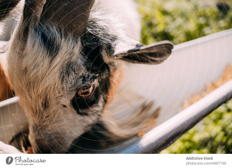 Ziegen fressen von der Viehtränke Pflanzenfresser Futter domestiziert Zuführung Rind Viehbestand Säugetier Landschaft ländlich Dorf Tier Herde tagsüber Fussel