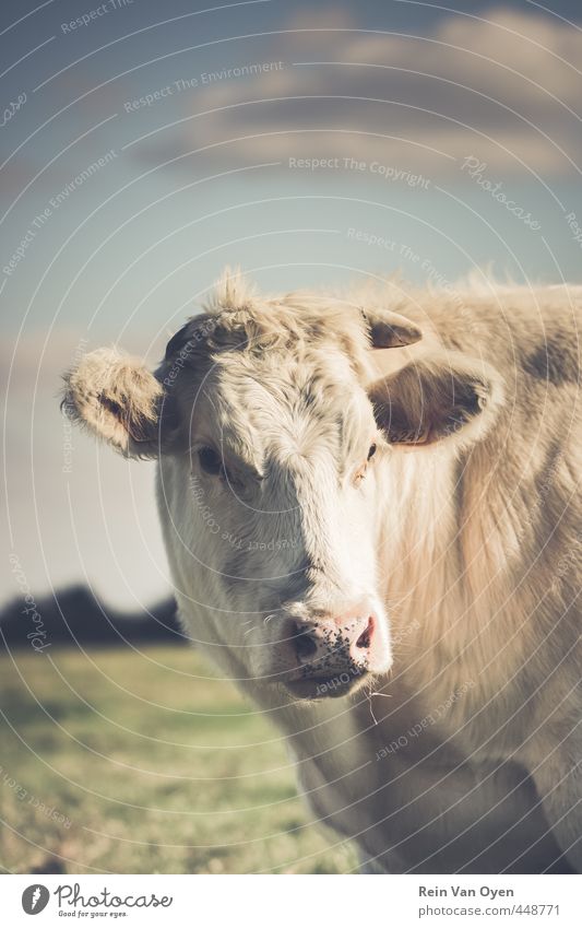 Kuh-Porträt Nutztier 1 Tier Blick Stimmung Himmel Gras Farbfoto Außenaufnahme Menschenleer Textfreiraum Mitte Schwache Tiefenschärfe Tierporträt