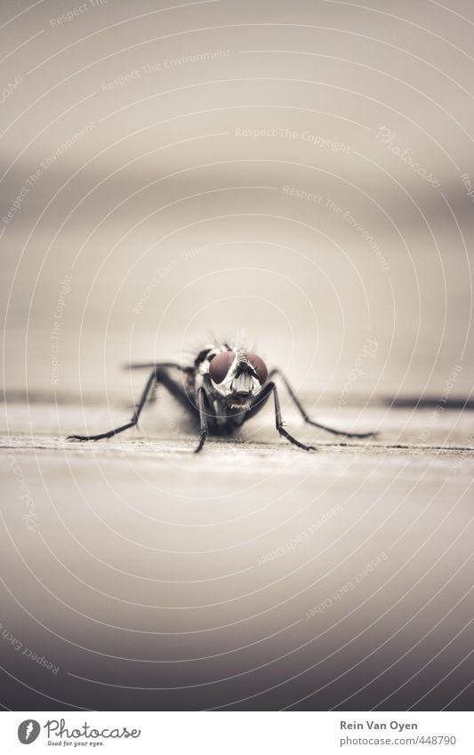 Fliegen 1 Tier schön Insekt Makroaufnahme Holz frontal Farbfoto Außenaufnahme Menschenleer Textfreiraum Mitte Hintergrund neutral Schwache Tiefenschärfe