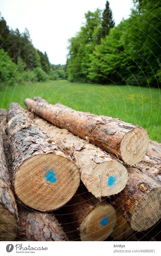 Nadelholz, Nutzholz Rundholz, auf einem Polder auf einer Lichtung im Wald Stapel gestapelt Waldlichtung gelagert Forstwirtschaft Markierung Holzstapel Baumstamm