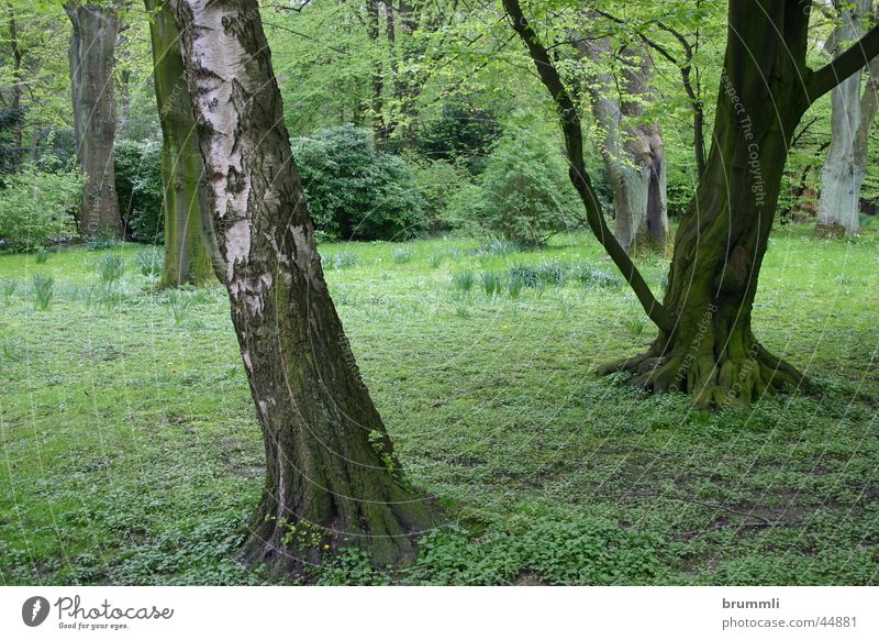 Zauberwald Wald Birke Buche Baumstamm Unterholz Frühling Friedhof Park grün Dortmund springen Regen Botanischer Garten forest easter rain cemetary