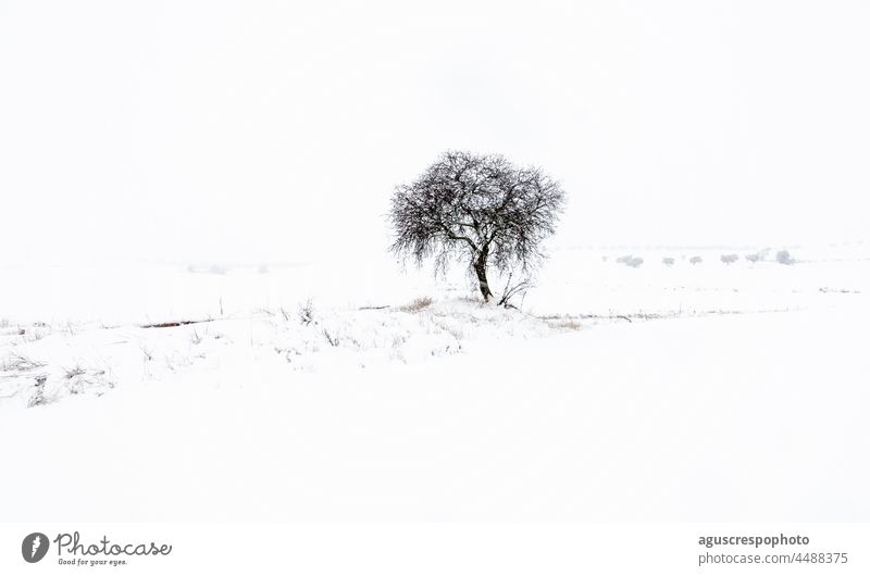 Verschneiter Fußabdruck, der einen einsamen, blattlosen Baum mit einer Schneedecke davor, zu seinen Füßen und im Hintergrund zeigt, wo Silhouetten von weiter entfernten Bäumen zu sehen sind. Mit einem bedeckten weißen Himmel.
