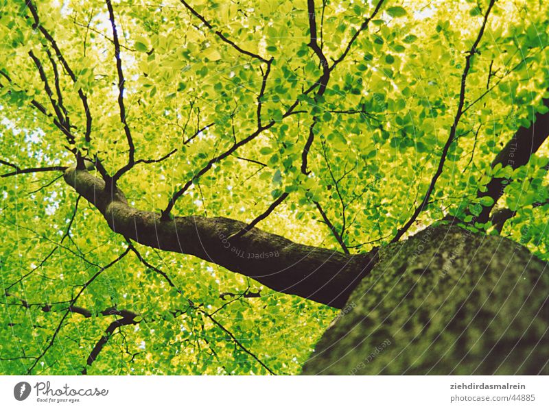 ameisenblick Baum grün Wald Froschperspektive Holz Ast sättigung