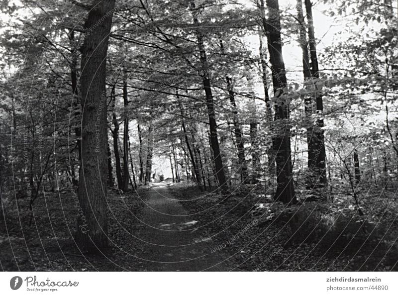 waldspaziergang Wald Allee Baum schwarz weiß Grauwert Natur Schwarzweißfoto Wege & Pfade
